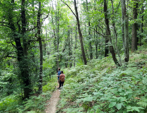 Monte Pigna: visita guidata alle fonti del Samoggia 