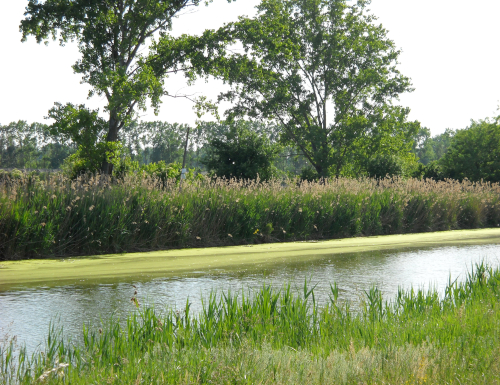Non solo agricoltura: senza acqua muore anche la natura...