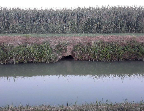 Sottoscritto a Bologna il protocollo sperimentale per il controllo delle nutrie