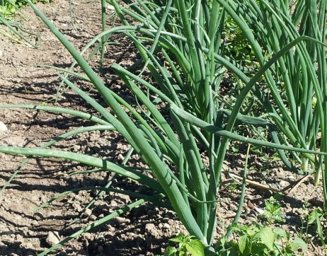 Febbraio 2020: esigenze per l'irrigazione anticipate anche quest'anno