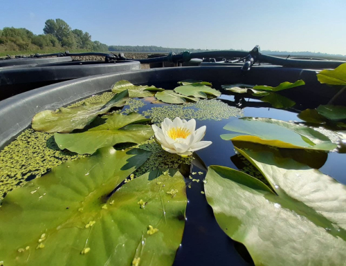 Biodiversità negli habitat acquatici e attività dei LIFE